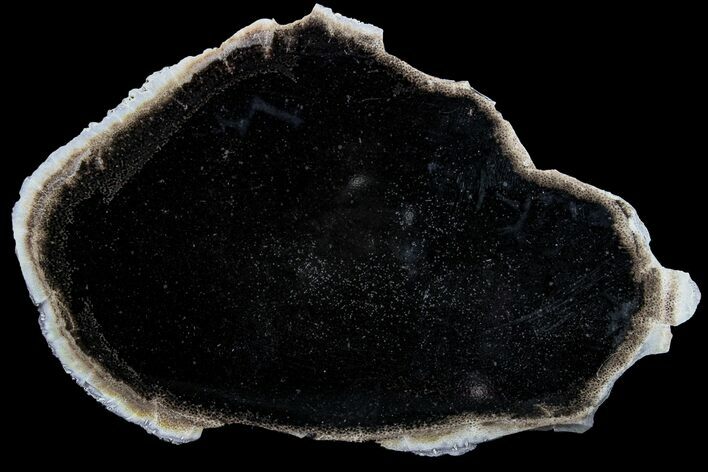 Polished Petrified Palmwood (Palmoxylon) Slice - Texas #166451